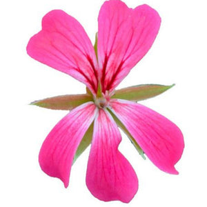Pélargonium (Géraniums) peltatum Roi des Balcons