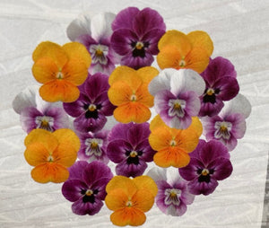 Pensée et Viola