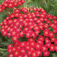 Charger l&#39;image dans la galerie, Achillea
