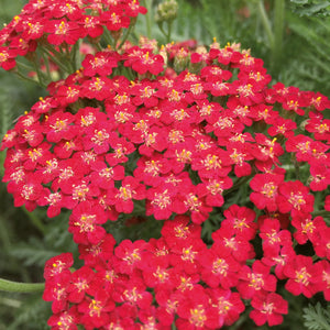 Achillea