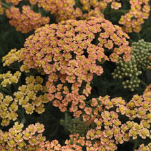 Charger l&#39;image dans la galerie, Achillea
