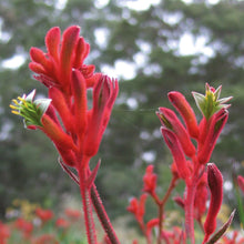 Charger l&#39;image dans la galerie, Anigozanthos
