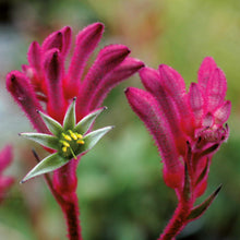 Charger l&#39;image dans la galerie, Anigozanthos
