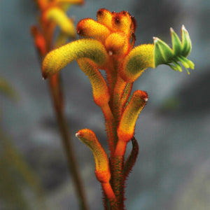 Anigozanthos