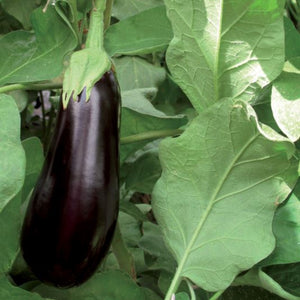 Aubergine noire allongée "Milar F1"