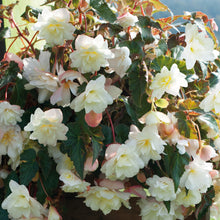 Charger l'image dans la galerie, Begonia d'ombre belleconia
