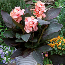 Charger l&#39;image dans la galerie, Canna
