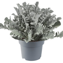 Charger l'image dans la galerie, Centaurea ragusina
