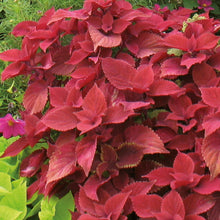 Charger l'image dans la galerie, Coléus
