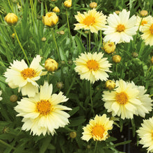 Charger l&#39;image dans la galerie, Coreopsis uptick
