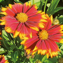 Charger l&#39;image dans la galerie, Coreopsis uptick

