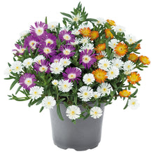 Charger l'image dans la galerie, Delosperma
