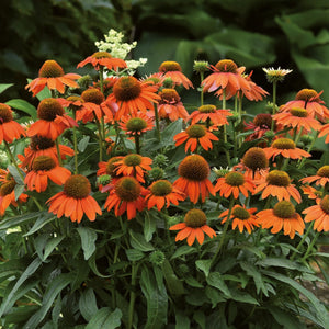 Echinacea