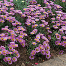 Charger l'image dans la galerie, Erigeron
