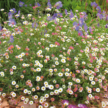 Charger l'image dans la galerie, Erigeron
