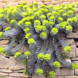 Euphorbia myrsinite