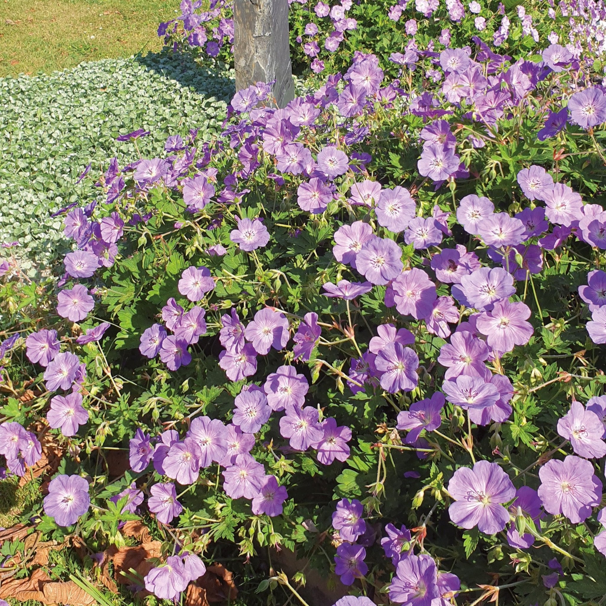 Fleur Rozanne Géranium Rozanne – LC Horticulture