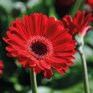 Gerbera garvinea