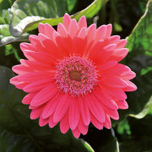 Charger l'image dans la galerie, Gerbera garvinea
