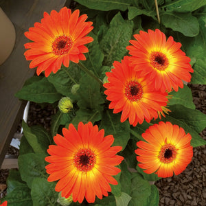 Gerbera garvinea