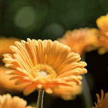 Charger l&#39;image dans la galerie, Gerbera garvinea
