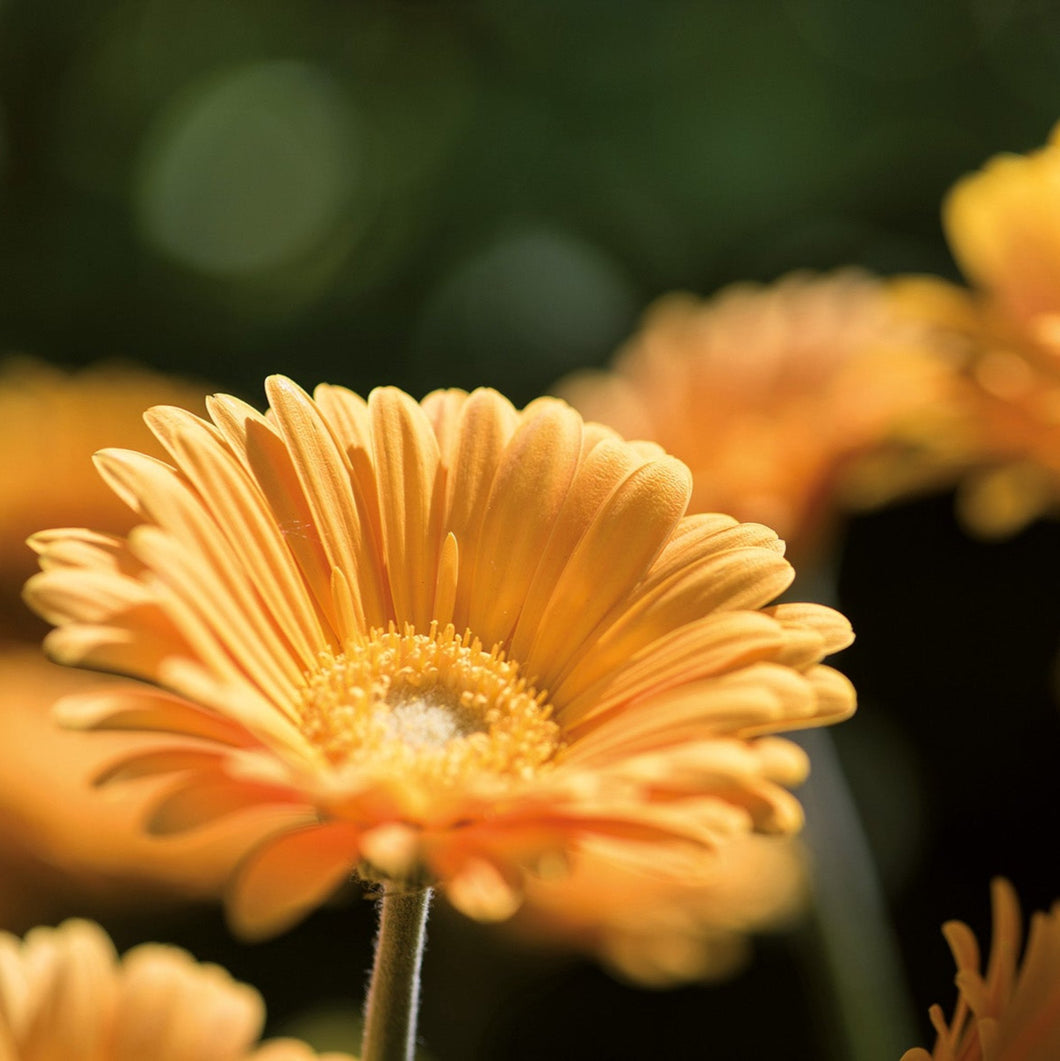 Gerbera garvinea