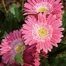 Charger l&#39;image dans la galerie, Gerbera garvinea
