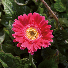 Charger l&#39;image dans la galerie, Gerbera garvinea
