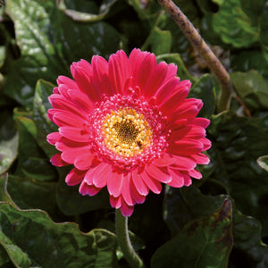 Gerbera garvinea