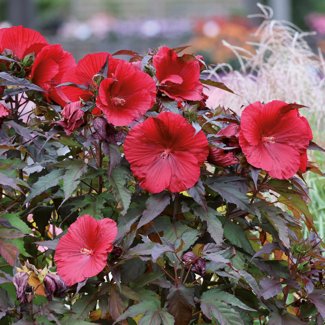 Hibiscus moscheutos