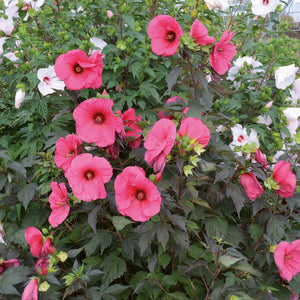 Hibiscus moscheutos