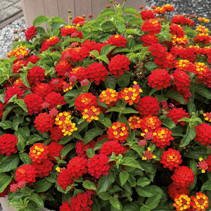 Lantana "shamrock"