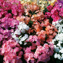 Charger l'image dans la galerie, Lewisia
