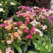 Charger l'image dans la galerie, Lewisia
