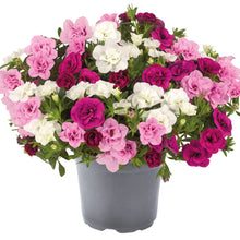 Charger l'image dans la galerie, Compositions
