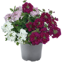 Charger l'image dans la galerie, Compositions
