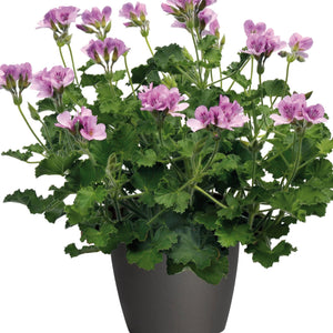 Pelargonium (Géranium) Crispum odorant