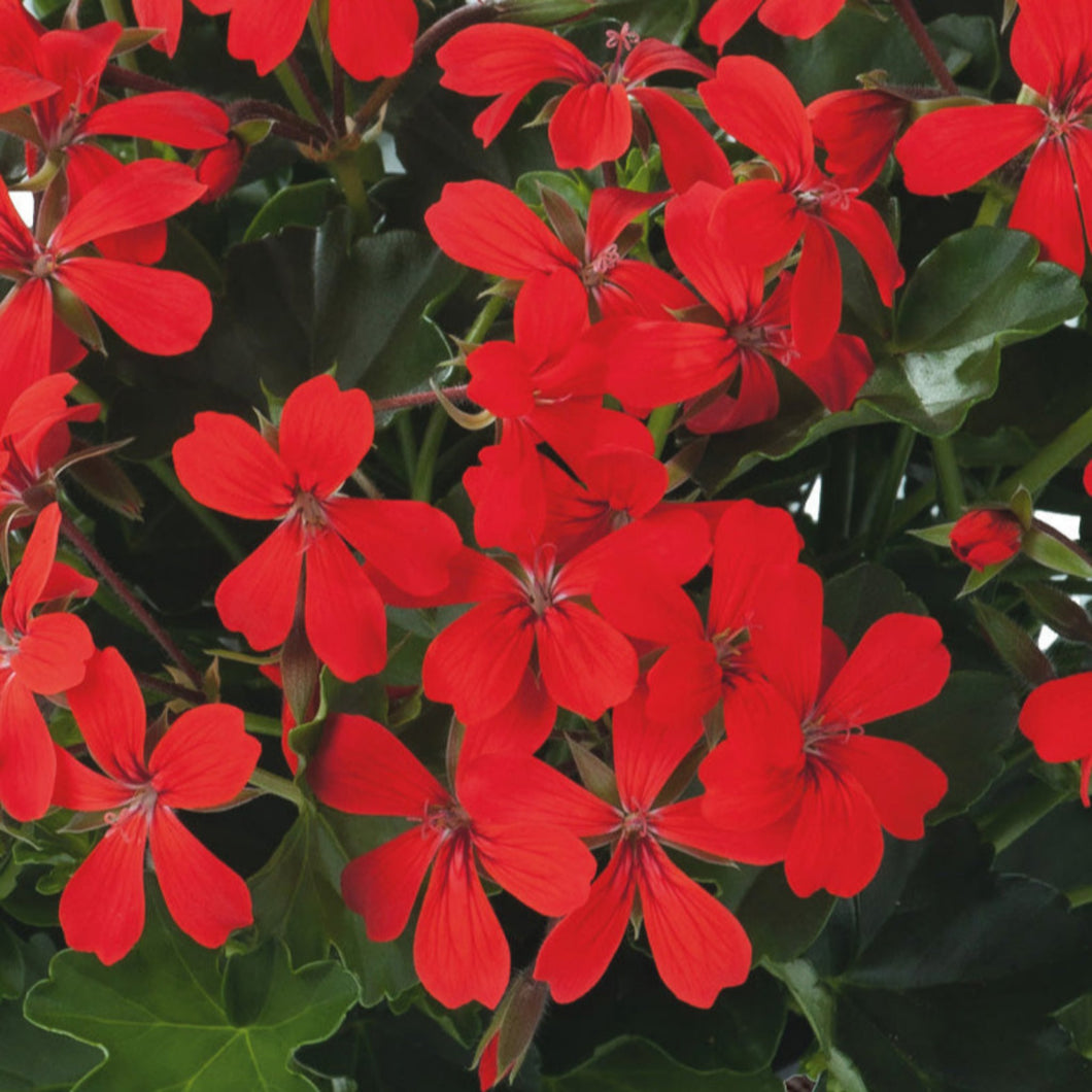 Pélargonium (Géraniums) peltatum Roi des Balcons