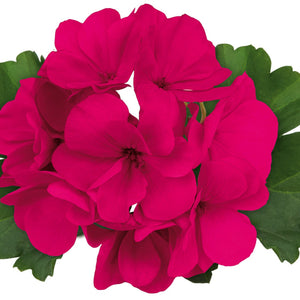 Pélargonium (géranium) Zonale