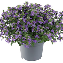 Charger l'image dans la galerie, Scaevola fancy
