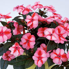 Charger l'image dans la galerie, Sunpatiens
