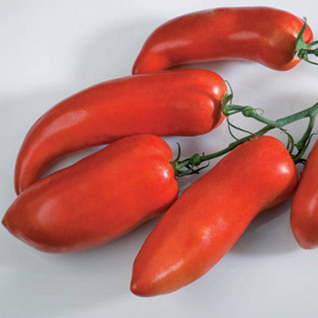Tomates Andine 'cornabel' F1