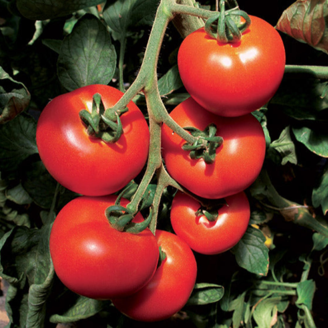 Tomates Prévia F1 type rondes
