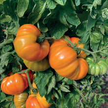 Charger l&#39;image dans la galerie, Tomates Ananas variétés anciennes
