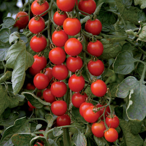 Tomates cerise Pepe F1