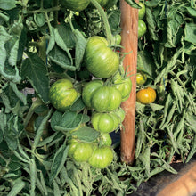 Charger l&#39;image dans la galerie, Tomates Green zebra variétés anciennes
