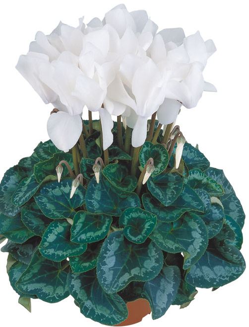 Cyclamen