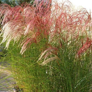 Miscanthus red cloud