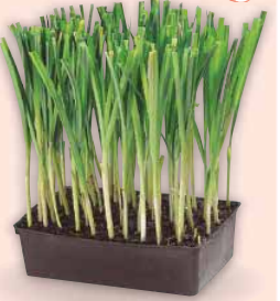 Plants de légumes de saison