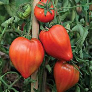 Tomates Cœur de bœuf